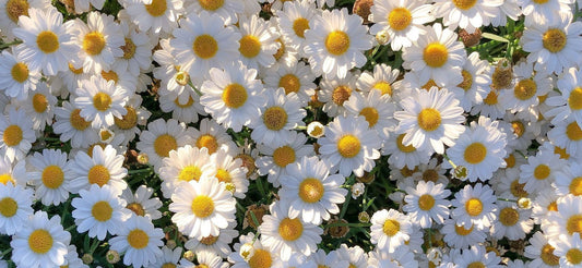 Can Herbs Really Help You Sleep? The Science Behind India’s Ancient Calm!